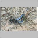 Orthetrum cancellatum - Grosser Blaupfeil 04a Paarung.jpg